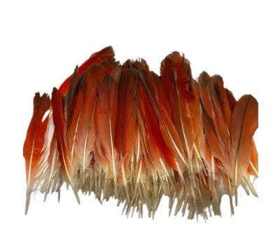 Plumas de Loro 5"